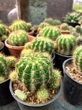 How to Care for Echinopsis Ball Cactus: A Complete Guide for Beginners